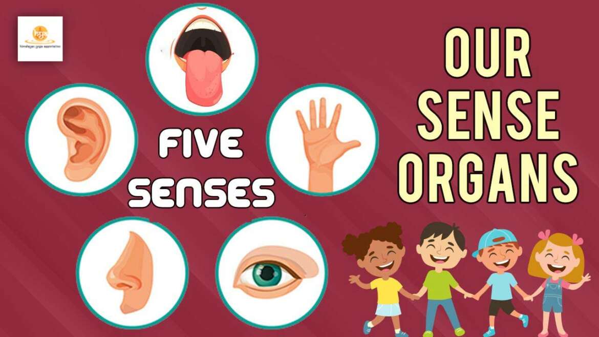 5-organ-senses