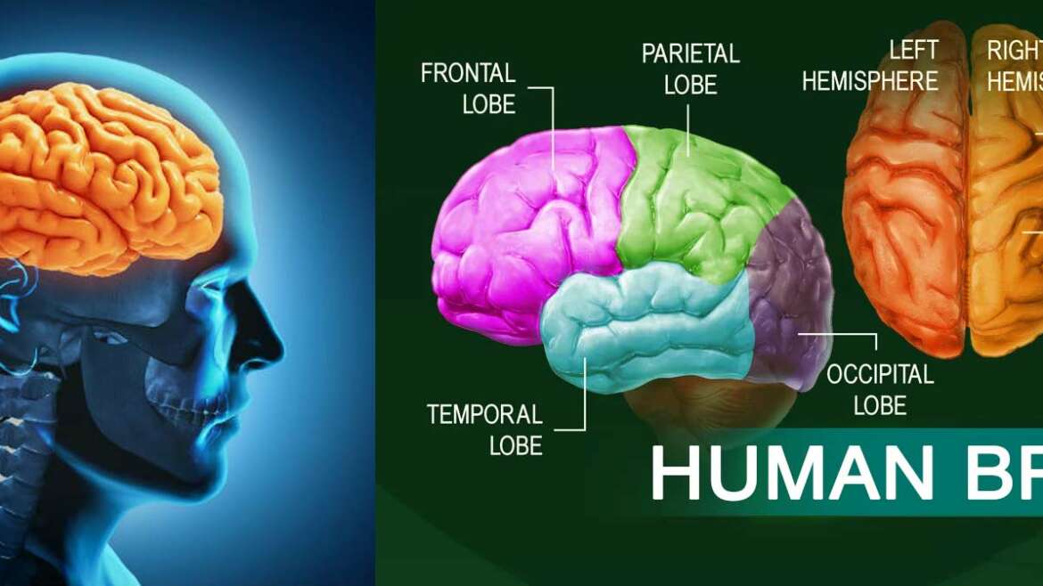 human-brain-anatomy-system